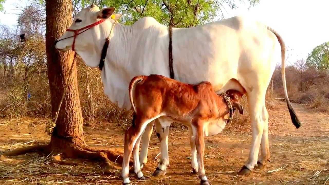 Fresh Cow Milk - Nature Milk